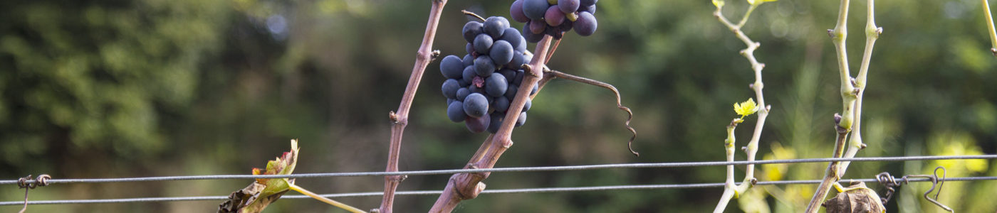 Podere Anima Mundi Mor di Roccia Foglia Tonda Podere Anima Mundi Mor di Roccia Foglia Tonda