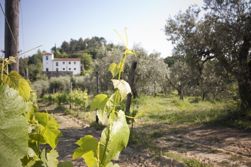 biodynamic vineyards pisa