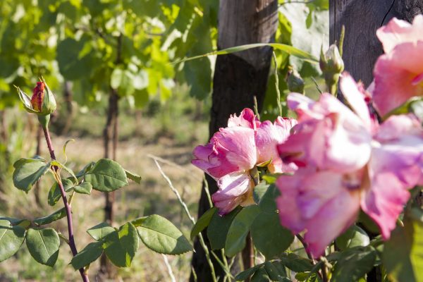 Podere_Anima_Mundi_Vigneto_Rosa_Tradizione