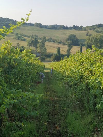 Vineyard Ciliegiolo