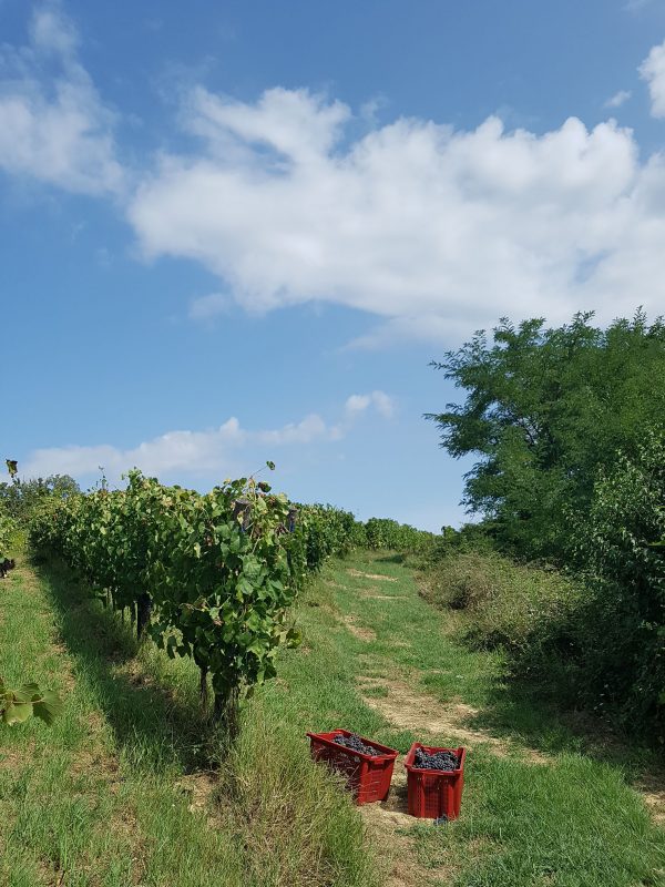 vineyard foglia tonda