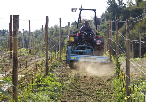 soil vineyard